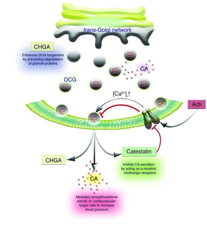 Chromogranin A Charakteristika - Kyselý glykoprotein - Prekurzorový protein pro: - Vasostatin-1 - Vasostatin-2 - Pankreastatin - Catestatin - Parastatin - Chromafinní