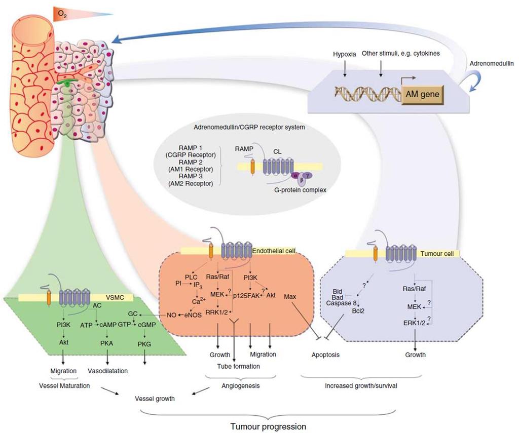 Adrenomedulin - AMD Charakteristika - Hormon, neuromodulátor, neurotransmiter - Peptid (částečná homologie s CGRP) - Receptory kombinace CALCR + RAMP2/3 AM1/2 - Nalezen