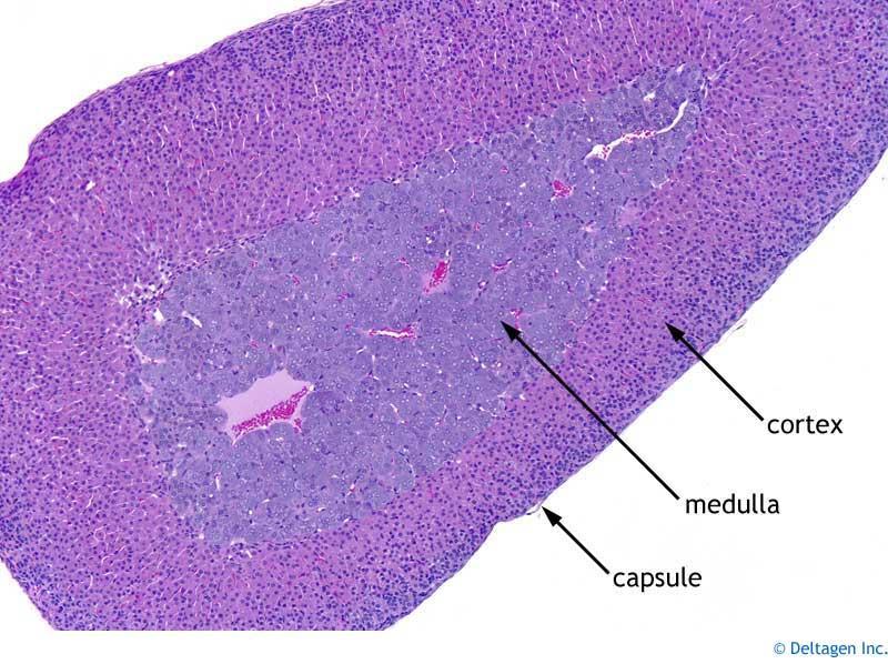 Nadledviny Kůra nadledvin - Steroidní hormony - Glukokortikoidy - Mineralokortikoidy - Androgeny Dřeň nadledvin - Katecholaminy - Epinefrin