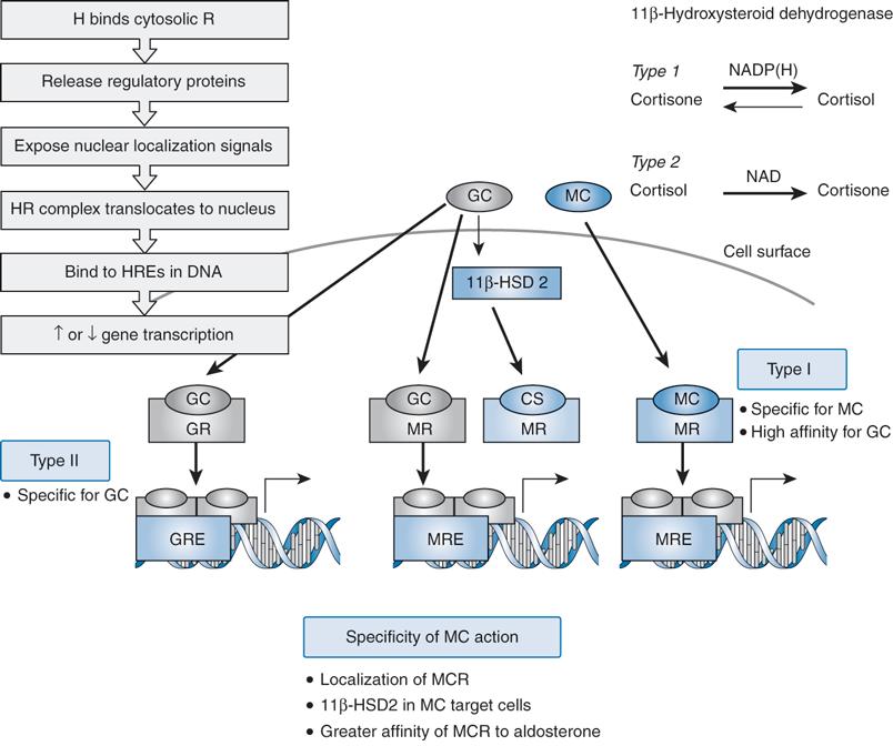 1. Vazba GC na příslušný receptor 2. Konformační změna a disociace receptoru z komplexu z HSP70 a HSP90 3. Migrace do jádra 4.