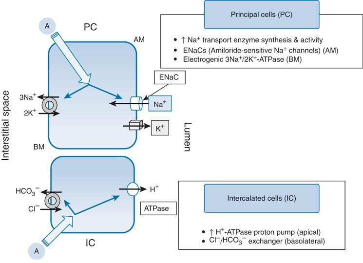 Účinky mineralokortikoidů Receptory - Omezená distribuce - Keratinocyty - Neurony (CNS) - Myocyty - Buňky hladké svaloviny velkých cév Hlavní účinky aldosteronu - Stimulace epiteliálního sodíkového