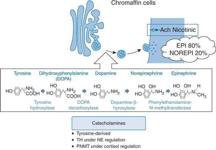 Dřeň nadledvin Pregangliové neurony sympatiku acetylcholin Sympatický nervový ganglion dřeň Cholinergní receptory chromafinních buněk (feochromocyty) Uvolnění katecholaminů Syntéza katecholaminů je