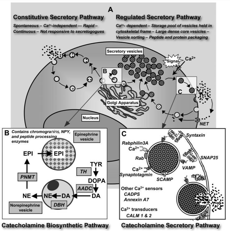 Sekrece katecholaminů Je dána přímou sympatikovou stimulací: 1. Vazba Ach na nikotinové cholinergní receptory (ligandem řízené iontové kanály) 2. Rychlý influx Na + iontů a depolarizace 3.
