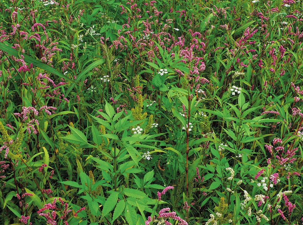 Bidention tripartitae Phalaris arundinacea, ruderální druhy, jako jsou Amaranthus spp., Artemisia vulgaris a Urtica dioica, ale i lesní a luční druhy.