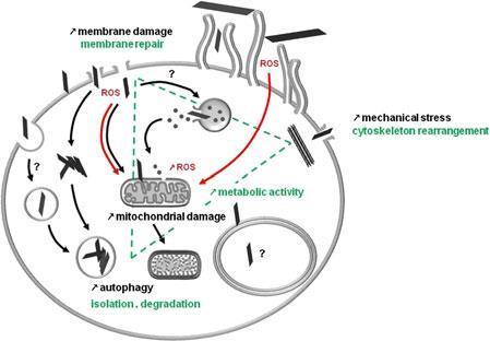 Fig. 9: Hypothetic model of graphene nanomaterial internalization and cytotoxicity. Adopted from (Lammel et al., 2013).