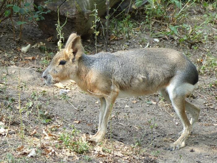 Kromě dobře známého domácího mazlíčka patří mezi morčatovité hlodavce paky, aguti (po kterém získalo název