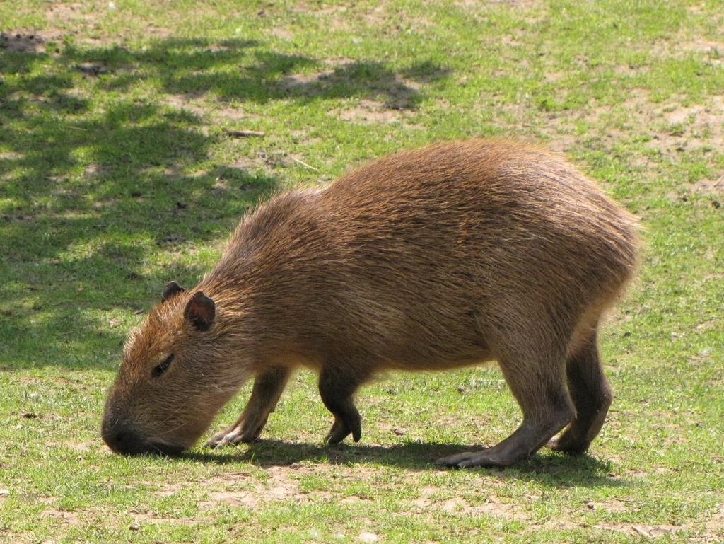 Kapybary jsou býložravé a pasou se poblíž vodních toků a ploch.