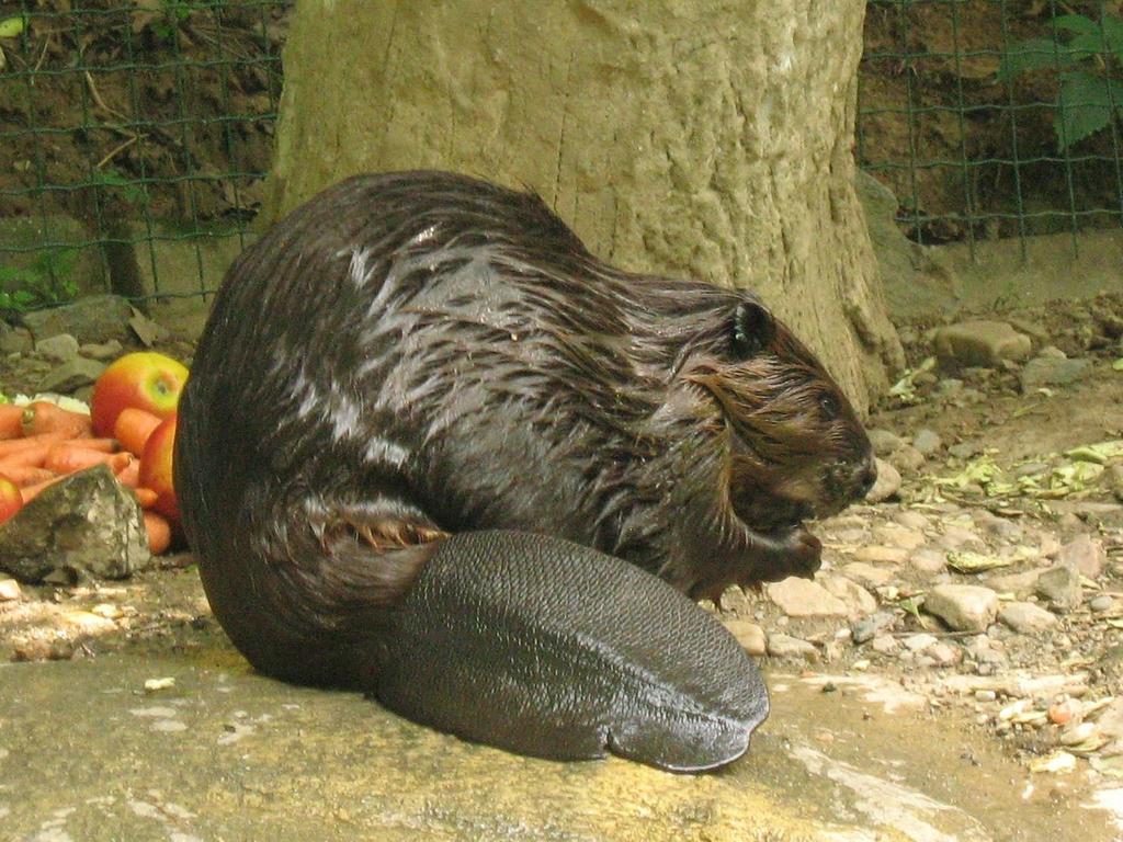 Bobr kanadský se krmí na břehu, krásně je vidět zploštělý šupinatý ocas MYŠOVCI (MYOMORPHA) Největší skupina hlodavců zahrnuje kolem poloviny všech hlodavčích