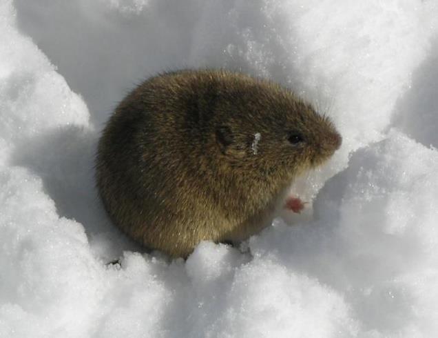 hlodavec, který je proslulý tím, že údajně páchá sebevraždy.