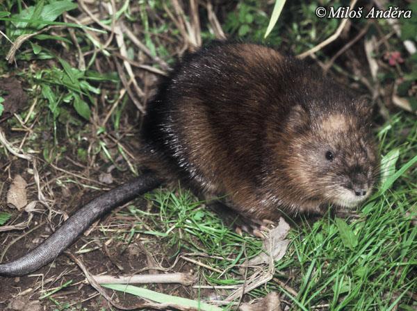 Přemnožení lumíci spotřebují potravní zdroje v okolí a v obrovských stádech se vydávají hledat další potravu.