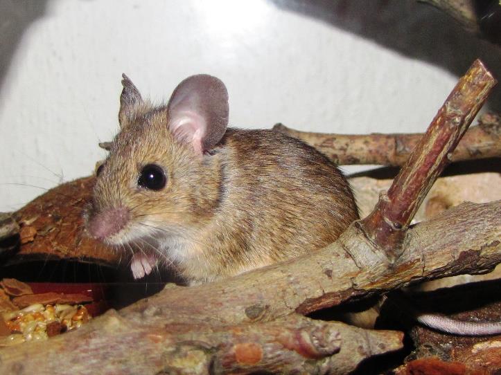 Takovým prototypem pravých myší je naše stará známá myš domácí (Mus musculus). Jde o drobnějšího hlodavce s délkou těla do 10 cm a s ocáskem o něco kratším než tělo.