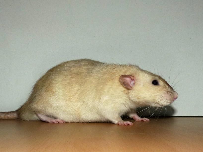 Dumbo Jedná se o varietu stavby těla, pro kterou jsou typické ploché a uši posazené nízko, pod linií spojující čumák a oko. Hlava působí širším dojmem a celkově potkan vypadá zavalitější.