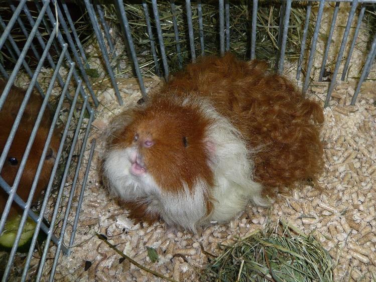 Texel Jde o dlouhosrsté plemeno s krepovitou, zvlněnou srstí, kde jednotlivé pramínky vytváří spirály.