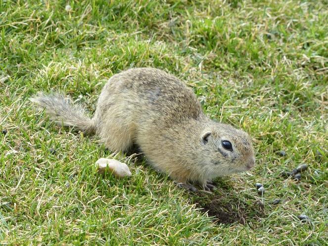 Z pozemních veverek u nás najdeme na některých místech sysla obecného (Spermophilus citellus).