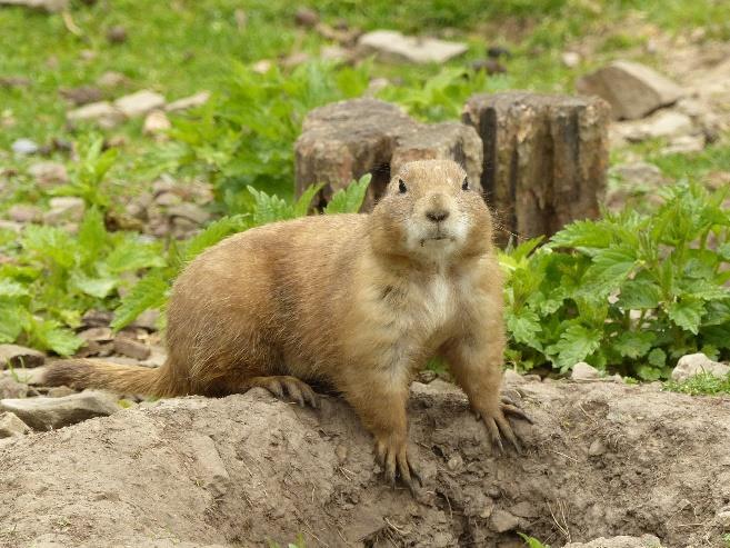 Typickým zástupcem je svišť horský (Marmota marmota), nejblíže k nám žije ve slovenských Tatrách.