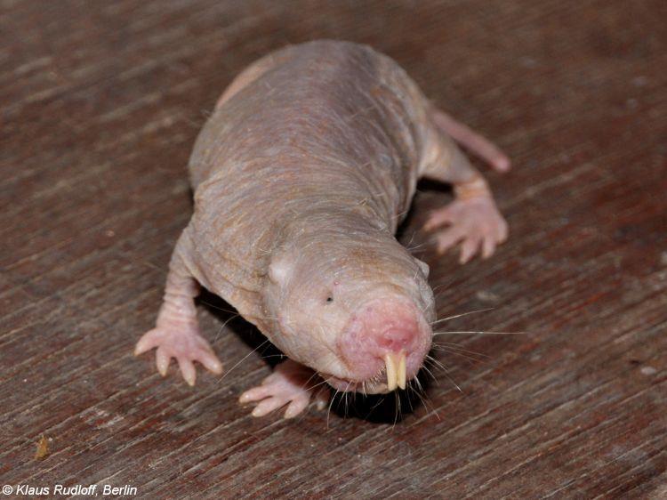 Urzon kanadský se anglicky řekne porcupine, stejně jako dikobraz, což občas mátlo překladatele indiánek, takže se někdy dočtete, že si indiáni zdobili oděvy