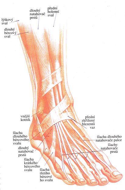 Zahrnují mm.interossei mezikostní svaly, m.quadratus plantae čtyřhranný chodidlový sval, mm.lumbricales červovité svaly a m. flexor digitorum brevis krátký ohybač prstů.