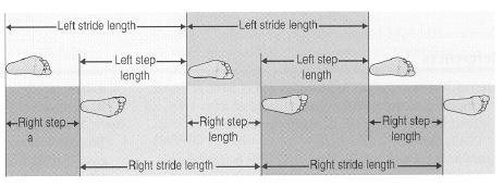 Obrázek 4 Chrakteristiky krokového cyklu (upraveno dle Kirtley, 2006) Legenda: left stride length délka dvojkroku počínajícího levou končetinou, right stride length délka dvojkroku počínajícího