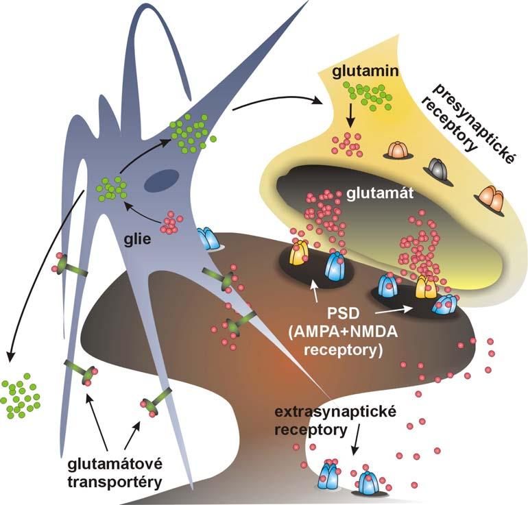 Obrázek 2.4. Model savčí glutamátergní synapse. Glutamátergní synapse CNS savců má z morfologického a funkčního hlediska několik částí.