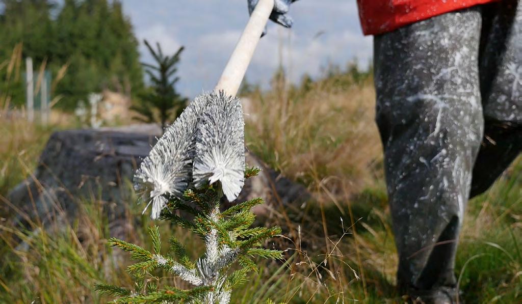 HOSPODAŘENÍ V ČERVNU LESY ČR POPRVÉ VYZKOUŠELY NOVOU ČESKOU METODU NA HUBENÍ KŮROVCE LÁTKOU EDN, TAKZVANOU FUMIGACI.
