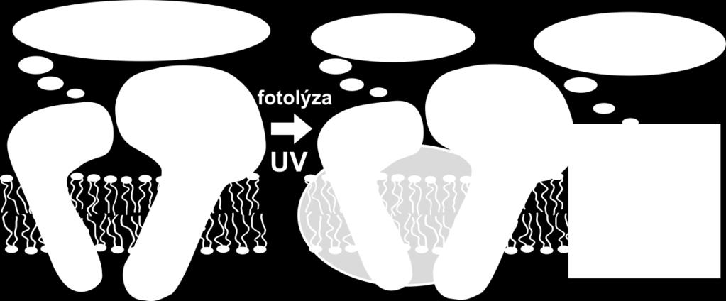 Fotoaktvivovatelné proteiny by mohly být vhodným nástrojem pro studium proteinproteinových interakcí v rámci MFO systému.