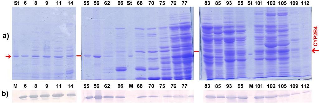 Výsledky Obr. 38 Eluční profil chromatografie supernatantu po solubilizaci na DEAE- Sepharose CL6B.