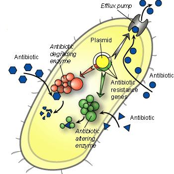 glykopeptidy Mechanizmus rezistence PBP, β-laktamázy acetyl-, fosfo-,