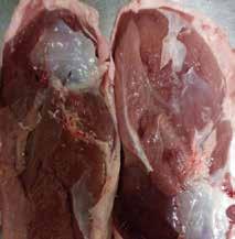 85 s DPH 189.00/kg 217.35 s DPH 128.