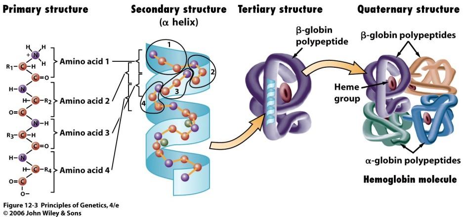 sekundární struktura bílkovin Proteiny (bílkoviny) - α-helix -