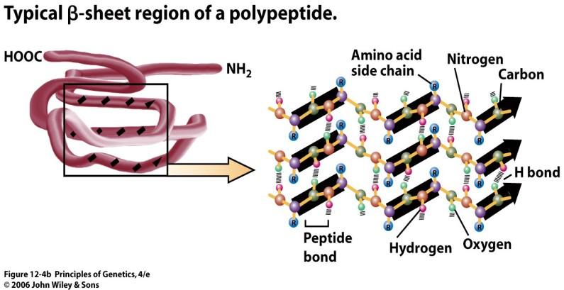 proteinové domény (jeden polypeptidový řetězec, ale jakoby rozdělen na