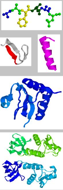 Proteiny (bílkoviny) konformace proteinu - tvar, který protein zaujímá v
