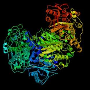 struktura bílkovin proteiny - fibrilární (jejich polypeptidový řetězec je v
