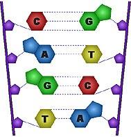 molekuly slouží jako matrice pro syntézu komplementárních