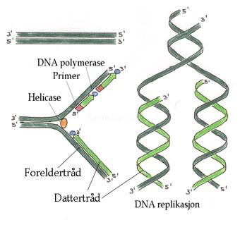 chromozomů - oproti Prokaryontům je u nich replikace
