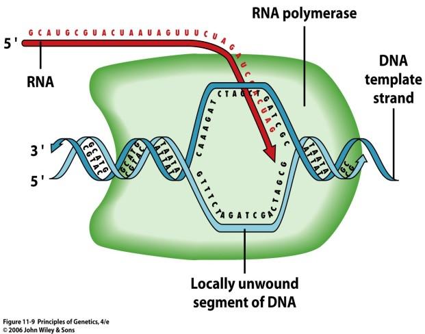 DNA transkripce: DNA - tvořena dvěma polynukleotidovými řetězci - jako matrice pro přepis do RNA slouží tzv.