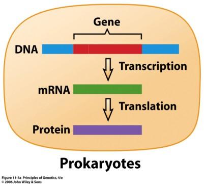 transkripce: vznik tří základních typů molekul RNA: mrna - její sekvence nukleotidů se překládá do aminokyselinové