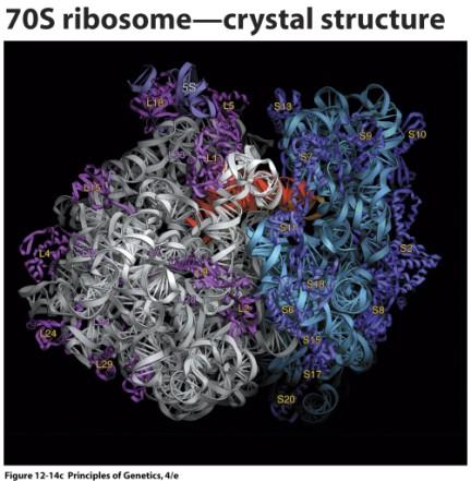 translace: - překlad genetické informace z mrna do primární struktury proteinu (do AMK sekvence) - probíhá v cytoplazmě buněk na ribozomech - ribozomy - buněčné struktury, které jsou tvořeny