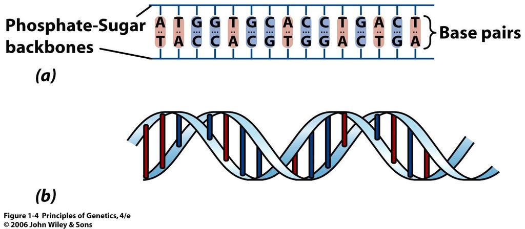 materiální základ (médium) buněčné paměti: - tento materiální základ tvoří nukleové kyseliny zejména DNA - nositelka genetické informace - výjimka RNA viry - zde RNA