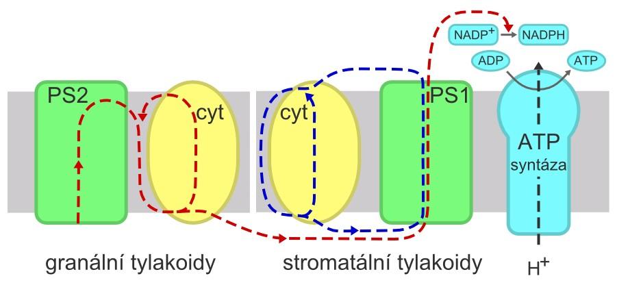 Obr. 2.3 Cyklický a necyklický elektronový transport a jejich lokalizace na tylakoidní membráně chloroplastu.