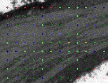 Obr. 3.9 Výřez fotografie měřeného chloroplastu s přiloženou bodovou mřížkou v modulu PG MultiFG v programu Ellipse.
