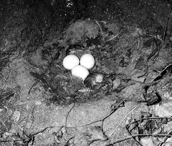 V r velk (Bubo bubo) V r velk si hnízdo nestaví, ale k vyvádûní mláìat vyuïívá rozmanité v klenky a fiímsy ve skalách nebo prohlubeniny u úpatí stromû Foto T.