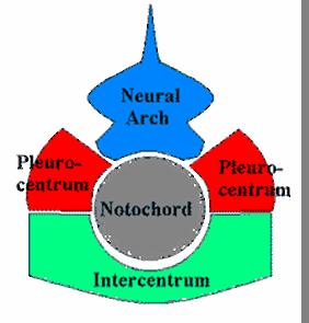 Osifikace těl obratlů: intercentrum a pleurocentra Raní tetrapodi: intercentrum + pleurocentra Lepospondyli: