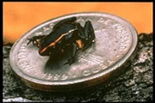 Gymnophiona - červoři Lissamphibia - obojživelníci Caudata - ocasatí Anura - žáby nahéslizkétělo, tenká slabě rohovatějící kůže ztráta akvatických znaků při metamorfóze larvy: redukce
