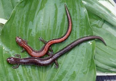 Plethodontidae (20;280) -mločíkovití