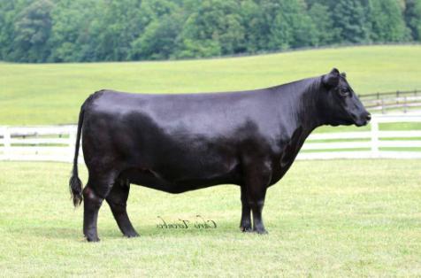 NEW! BLACK ANGUS - ZAI SPRING GROVE HOLMES 6126 EXAR Upshot 0562B Otec: Gaffney Game Changer 371 MCC Daybreak Matka: Quaker Hill Blackcap 0A32 Exar Royal Lass 1067 QHF Blackcap 6E2 of4v16 4355
