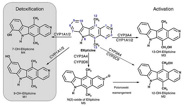 Obr. 5: Metabolity ellipticinu a konkrétní cytochromy P450 zodpovědné za jejich tvorbu (převzato ze Stiborova a kol.