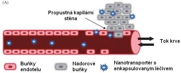 5 Pasivní a aktivní cílení léčiv v nanotransportérech Přenos chemoterapeutik pomocí nanotransportérů umožňuje cílený transport léčiva k nádorovým buňkám pasivním i aktivním způsobem.
