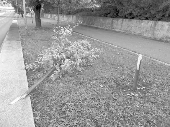 vandalismus a krádeže zapouští hluboké kořeny. Jelikož radnice už počítá škody na desetitisíce, obrací se na veřejnost s žádostí o spolupráci při dopadení pachatelů.