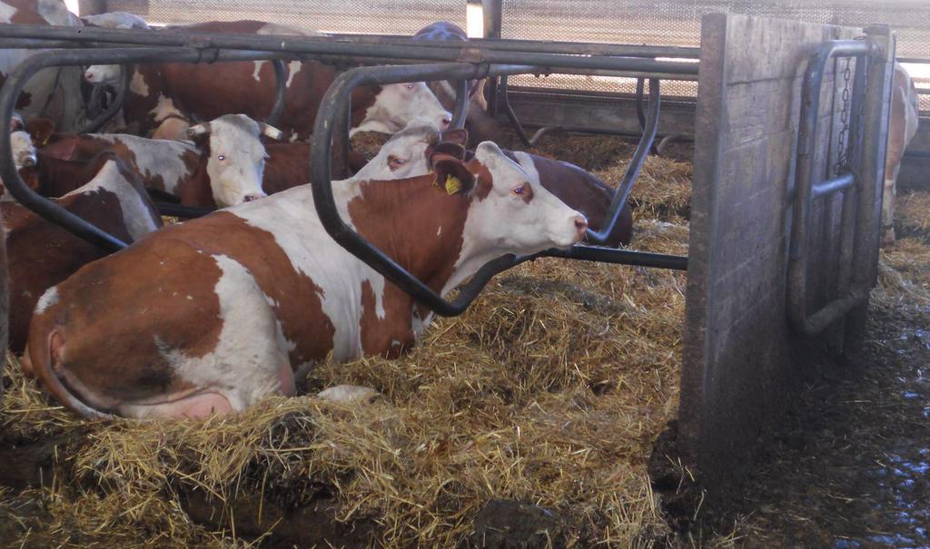 Ohlédnu zpět s Vlaďkou Kristovou zootechničkou ze Starče Tento článek je o obyčejném zemědělském podniku, jakých jsou u nás stovky, možná i #síce.