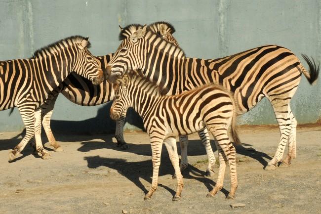 Vloženo: 11. 10. 2010 Minulý týden byly do olomoucké zoo přivezeny dvě samičky zebry Chapmanovy.